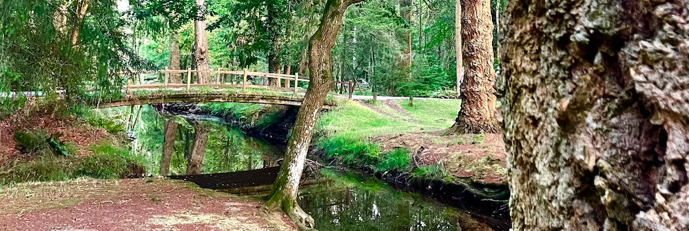 Summer Solstice in the New Forest – 20km Hike , Yoga and Soundbath