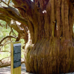 Jen’s Nature Hike – 11km Newlands and Ancient Yew Trees