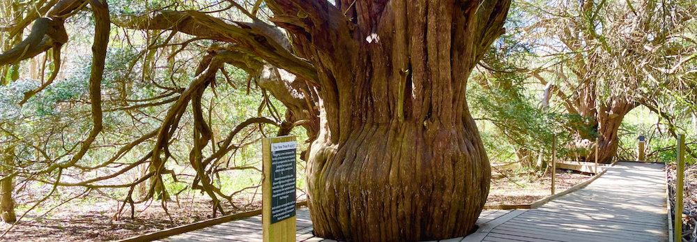 Jen’s Nature Hike – 11km Newlands and Ancient Yew Trees