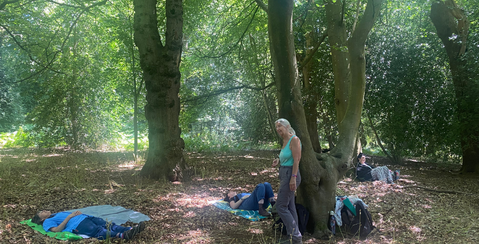 Golden Autumn Forest Bathing in the Surrey Hills