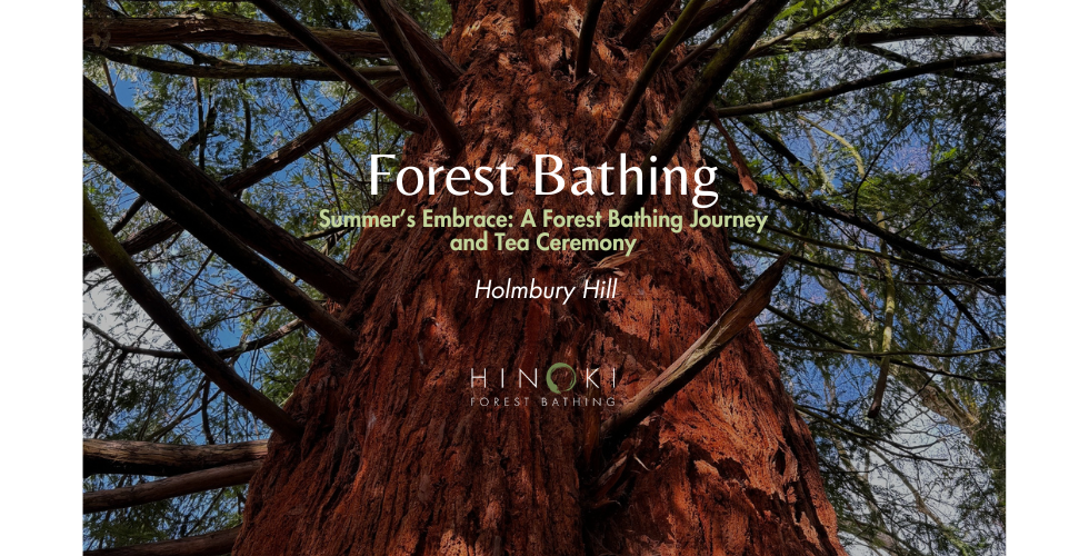 Summer's Embrace: A Forest Bathing Journey