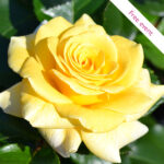 ROSE FESTIVAL WEEKEND
