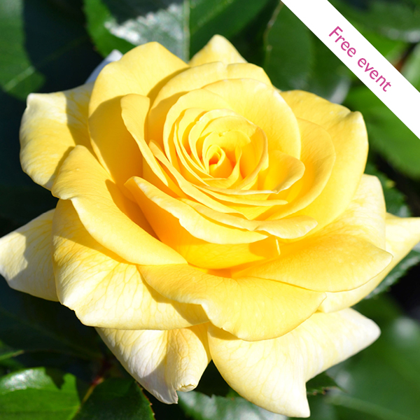 ROSE FESTIVAL WEEKEND