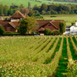 Dorking Walking Festival: 12km – Mole Gap Linear Walk – Leatherhead to Dorking