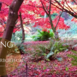 Autumn Qigong at Winkworth Arboretum  – exclusive early morning access