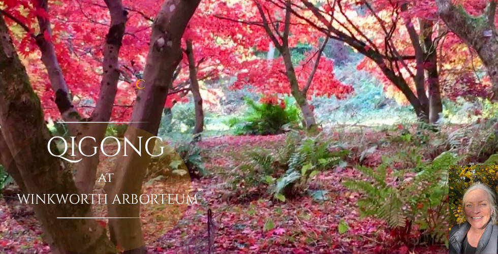 Autumn Qigong at Winkworth Arboretum  – exclusive early morning access