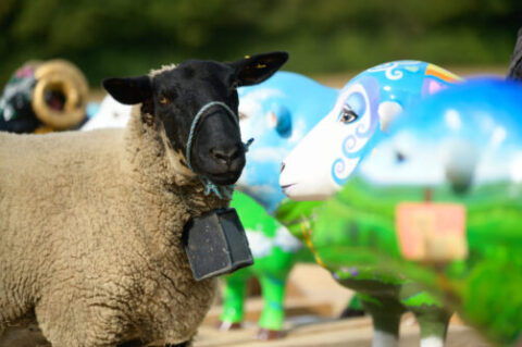 Real sheep net to painted sheep