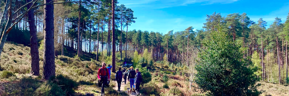Just Hike: 18km Farnham Heath, Craft Brewery and Bourne Woods