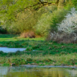 Guided Twilight Walk: 10km Knepp Estate Rewilding Project