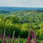 Just Hike: 16km Devil’s Punch Bowl and Thursley Common