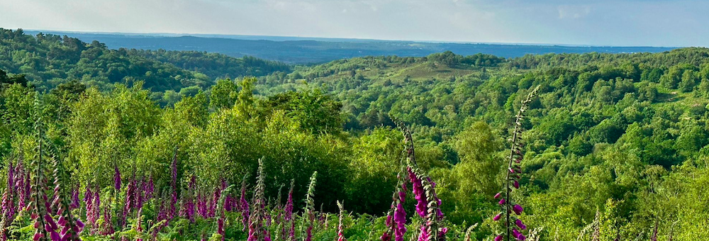 Just Hike: 16km Devil’s Punch Bowl and Thursley Common
