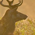 Golden Hour Photography walk at Bushy Park, London