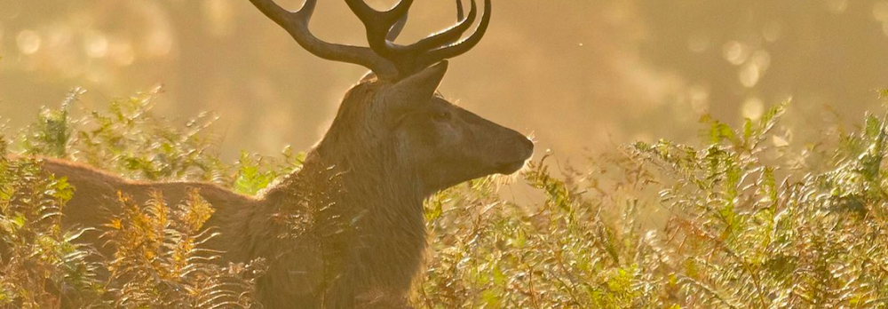 Golden Hour Photography walk at Bushy Park, London