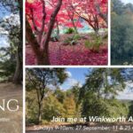 Autumn Qigong at Winkworth Arboretum  – exclusive early morning access