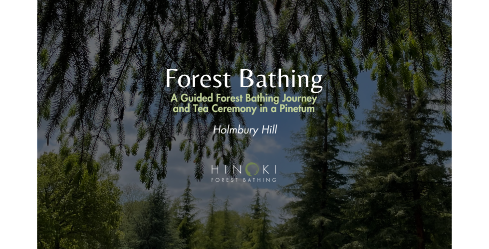 November's Stillness: A Guided Forest Bathing Journey at the Pinetum