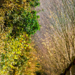 Jen’s Nature Walk: 15km Winkworth and Godalming Autumn Colours Circular