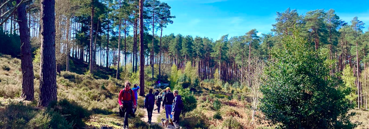 Just Hike: 18km Farnham Heath, Craft Brewery and Bourne Woods
