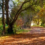 13km Autumnal Betchworth & Brockham Meerkats Hike