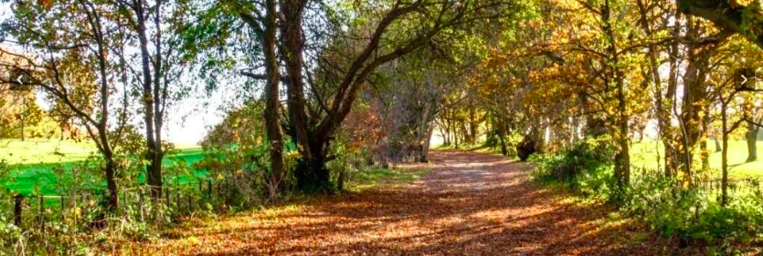 13km Autumnal Betchworth & Brockham Meerkats Hike